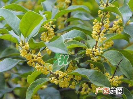 桂花树种在院子哪里好？桂花树种在家门口好吗