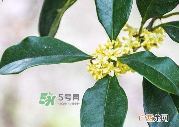桂花树种在院子哪里好？桂花树种在家门口好吗