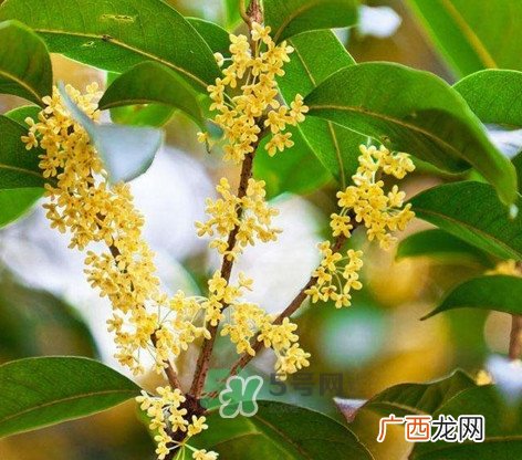 桂花树种在院子哪里好？桂花树种在家门口好吗