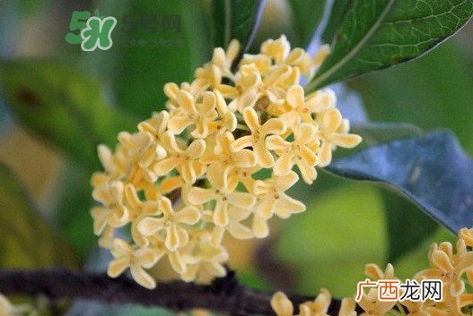 家里为什么不能种桂花？桂花为什么不能栽在家里