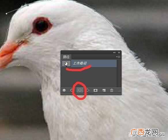 ps钢笔工具怎么用？新手必看教程，最简单的使用