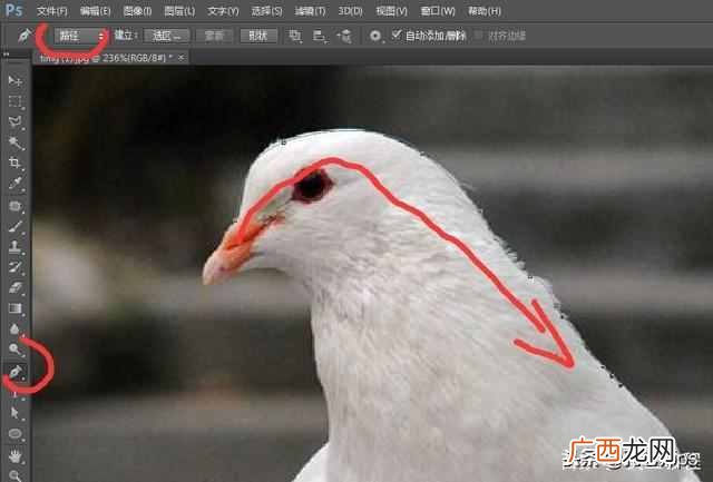 ps钢笔工具怎么用？新手必看教程，最简单的使用