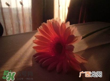 塑料花友谊是什么意思？塑料花友谊怎么来的