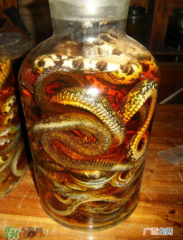 毒蛇泡酒多久才能喝？毒蛇泡酒多久才会死？