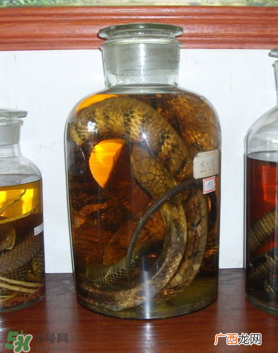 毒蛇泡酒多久才能喝？毒蛇泡酒多久才会死？
