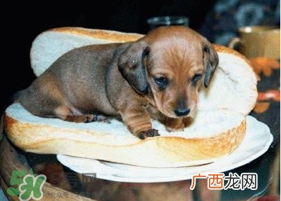 热狗为什么叫热狗？网络上热狗是什么意思