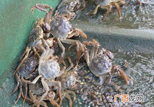 江苏特种养殖基地 江苏毛蟹养殖场