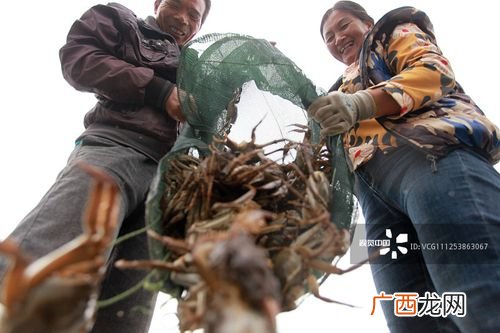 江苏特种养殖基地 江苏毛蟹养殖场