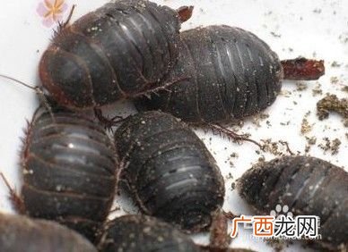 高薪招聘养殖工人 江西养殖工人