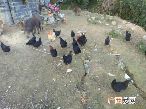 江西养殖公司排名 江西有哪些养殖