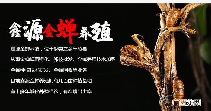 大棚养殖金蝉的方法是怎么样的 金蝉的养殖效益