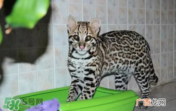 豹猫可以养吗？豹猫和一般的猫有什么区别