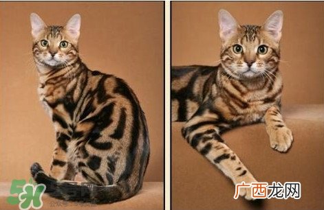 豹猫可以养吗？豹猫和一般的猫有什么区别