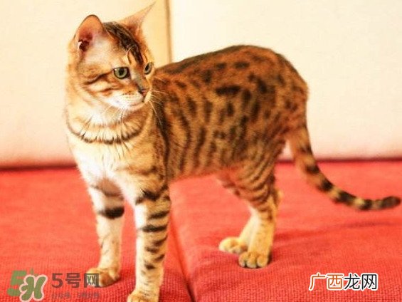 孟加拉豹猫多少钱一只？孟加拉豹猫粘人吗