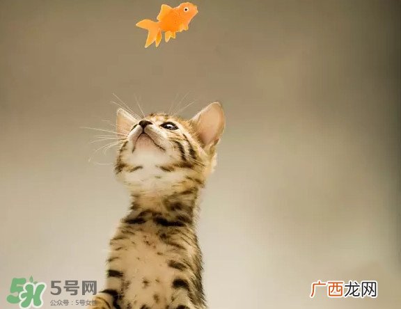 孟加拉豹猫多少钱一只？孟加拉豹猫粘人吗