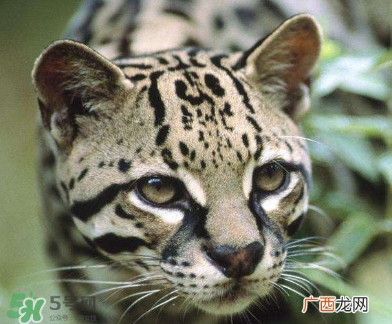 豹猫好养吗？豹猫是几级保护动物