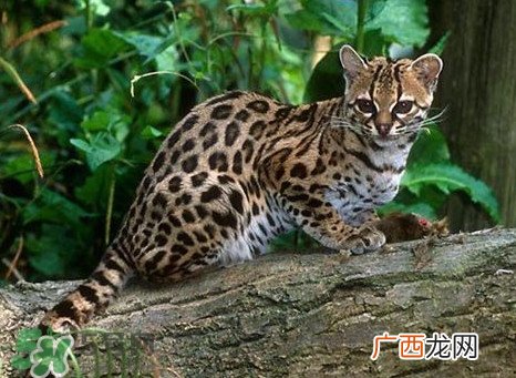 豹猫好养吗？豹猫是几级保护动物