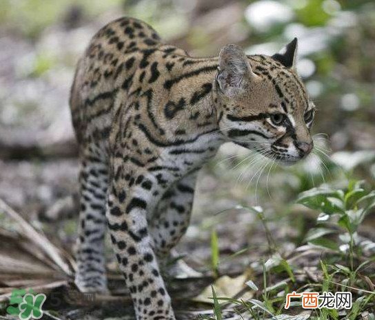 豹猫好养吗？豹猫是几级保护动物
