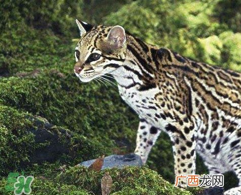 豹猫是豹子和猫生的吗？豹猫是国家保护动物吗