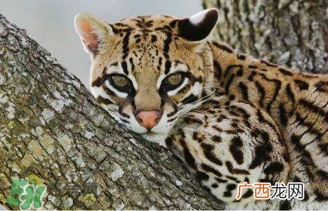 豹猫是豹子和猫生的吗？豹猫是国家保护动物吗