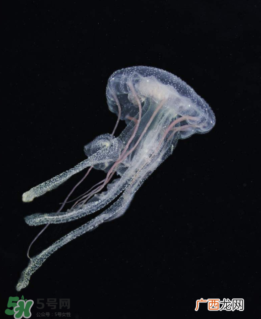 被海蜇蜇伤怎么处理？被海蜇咬了什么症状？