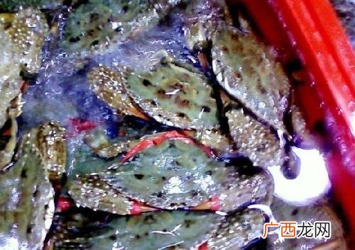 花蟹有人工养殖吗 哪有人工养殖螃蟹