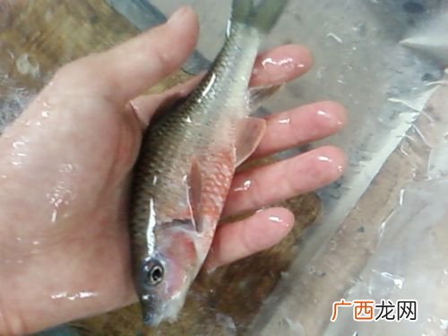 马口鱼养殖技术 那里有养殖光唇鱼基地