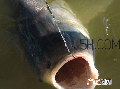 鲢鳙怎么钓鲢鳙钓多深