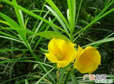 常春藤怎么养 常春藤的养殖方法