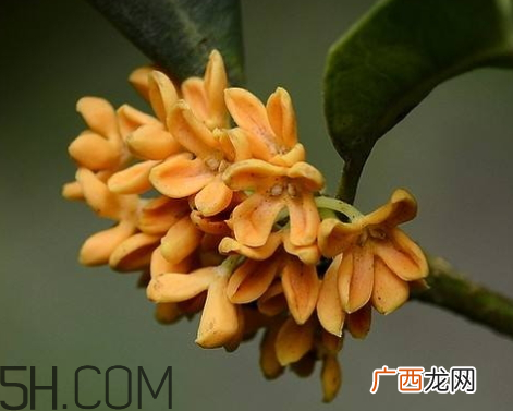 金桂可以泡酒吗金桂泡酒的好处