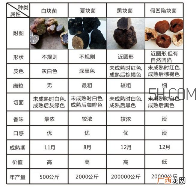 松露怎么分辨真假？松露怎么清洗