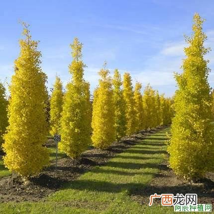 防治毛白杨桑天牛，施什么药？