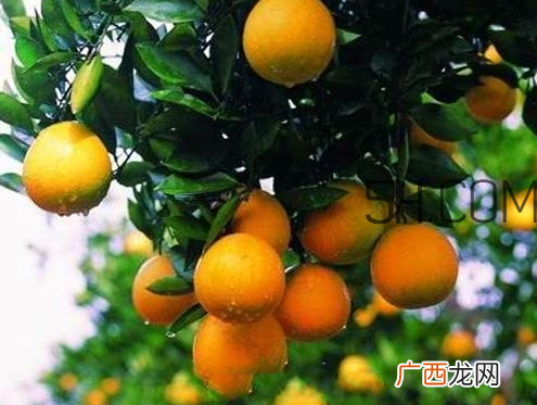 胡柚什么时候成熟胡柚好吃吗