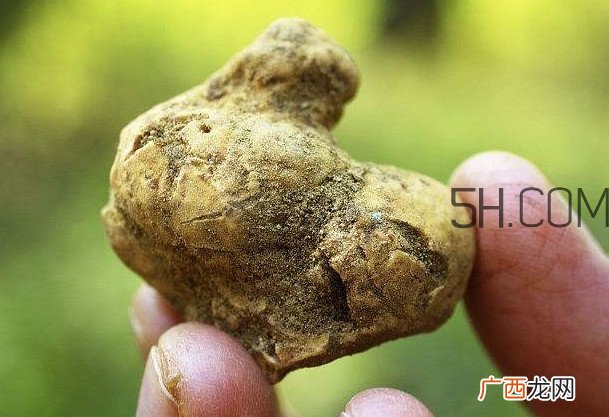 白松露是什么？白松露的功效与作用