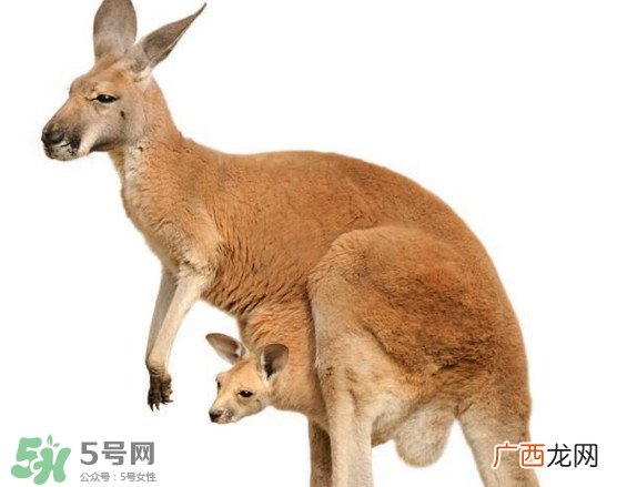 袋鼠是老鼠吗？袋鼠肉好吃吗