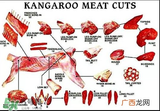 袋鼠是老鼠吗？袋鼠肉好吃吗