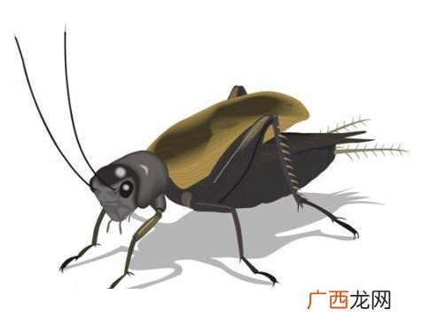蟋蟀和蛐蛐一样吗？家里有蛐蛐怎么办