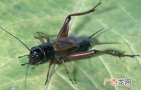 蟋蟀和蛐蛐一样吗？家里有蛐蛐怎么办