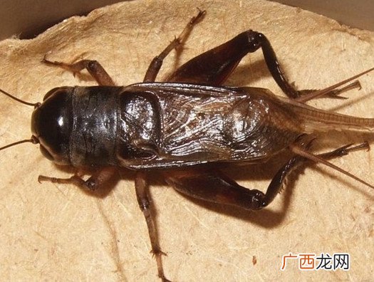 蟋蟀和蛐蛐一样吗？家里有蛐蛐怎么办