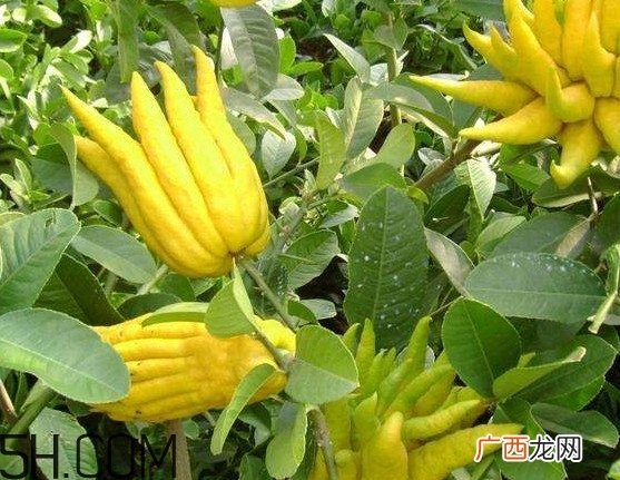 佛手柑精油怎么使用？佛手柑精油孕妇能用吗