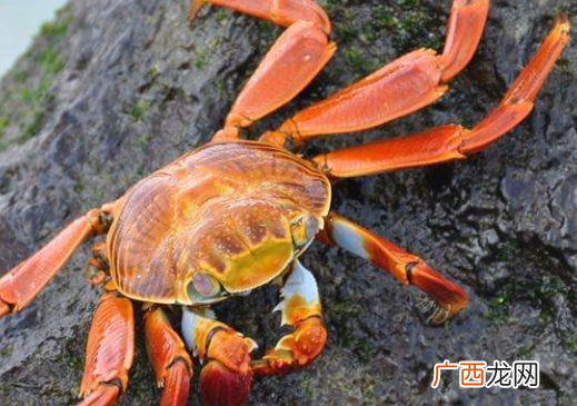 中秋前后吃公蟹还是母蟹？中秋节吃什么螃蟹