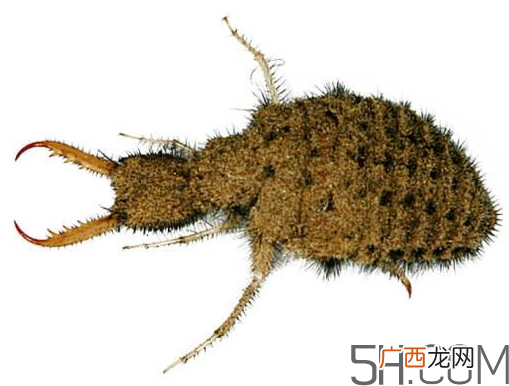 蚁狮怎么养蚁狮的养殖方法