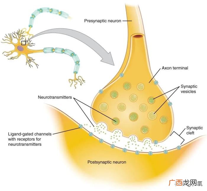 杨幂谈减肥，杨幂堪称减肥灯塔里无法跨越的巅峰
