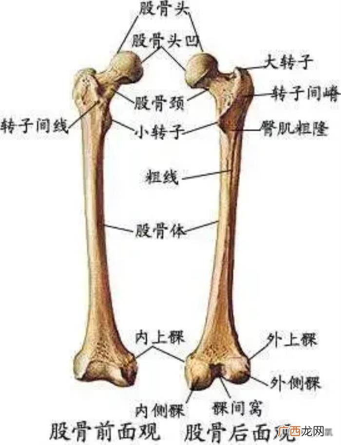 杨幂谈减肥，杨幂堪称减肥灯塔里无法跨越的巅峰