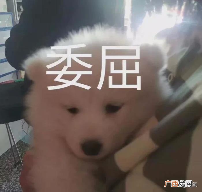 杨幂谈减肥，杨幂堪称减肥灯塔里无法跨越的巅峰
