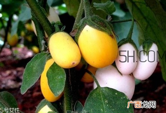 蛋树果实可以吃吗？蛋树长什么样