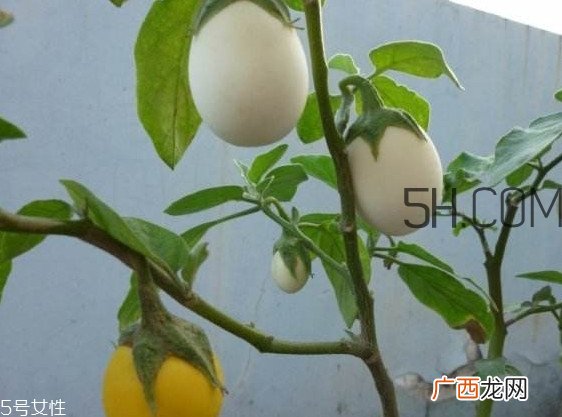 蛋树果实可以吃吗？蛋树长什么样