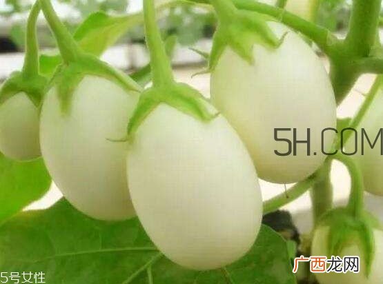蛋树果实可以吃吗？蛋树长什么样