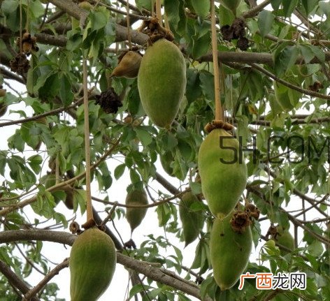 猴面包树和面包树有什么区别？猴面包树果实叫什么