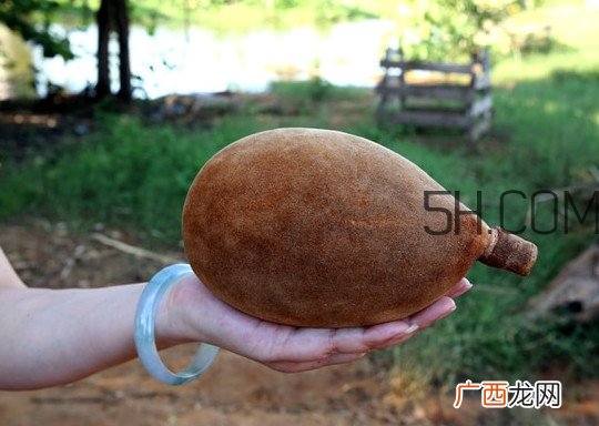 猴面包树和面包树有什么区别？猴面包树果实叫什么